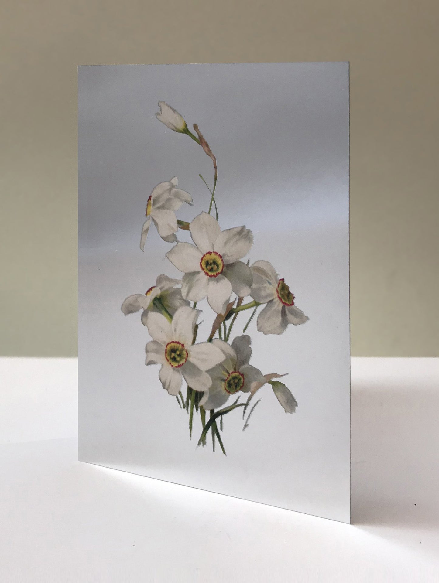 DANDY STAR SILVER NARCISSUS GREETING CARD